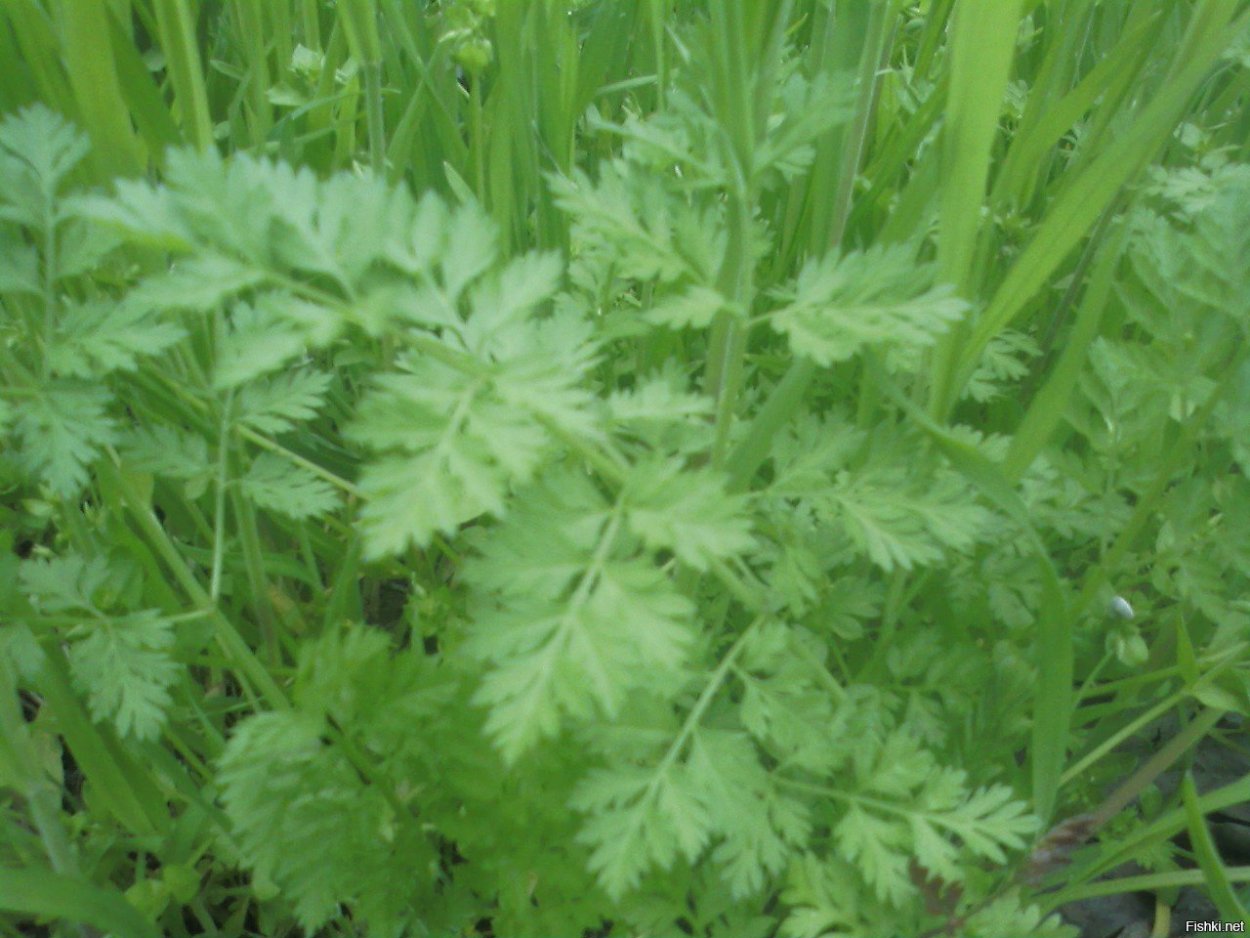 Борщевик Сосновского строение