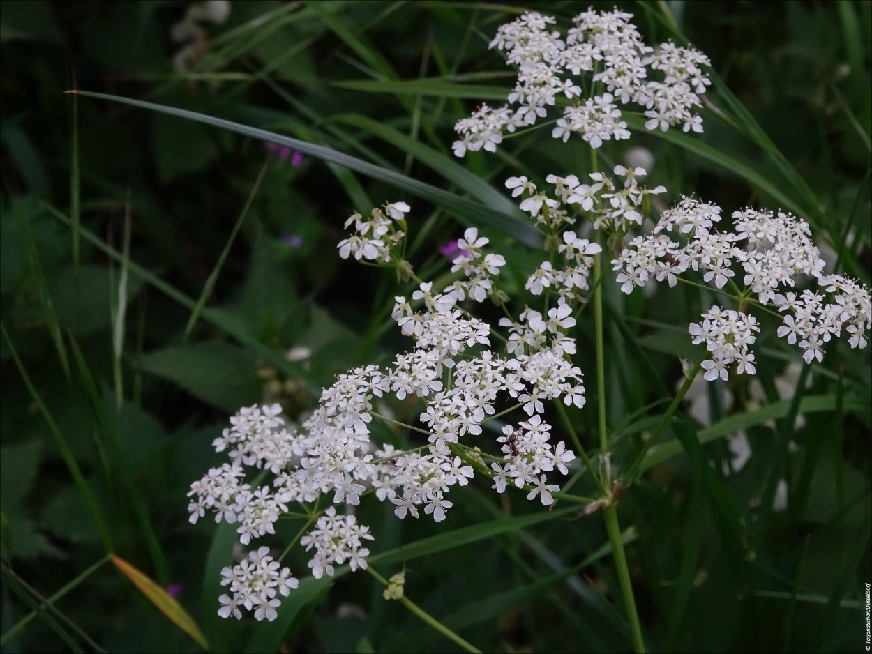 Борщевик обыкновенный морковник