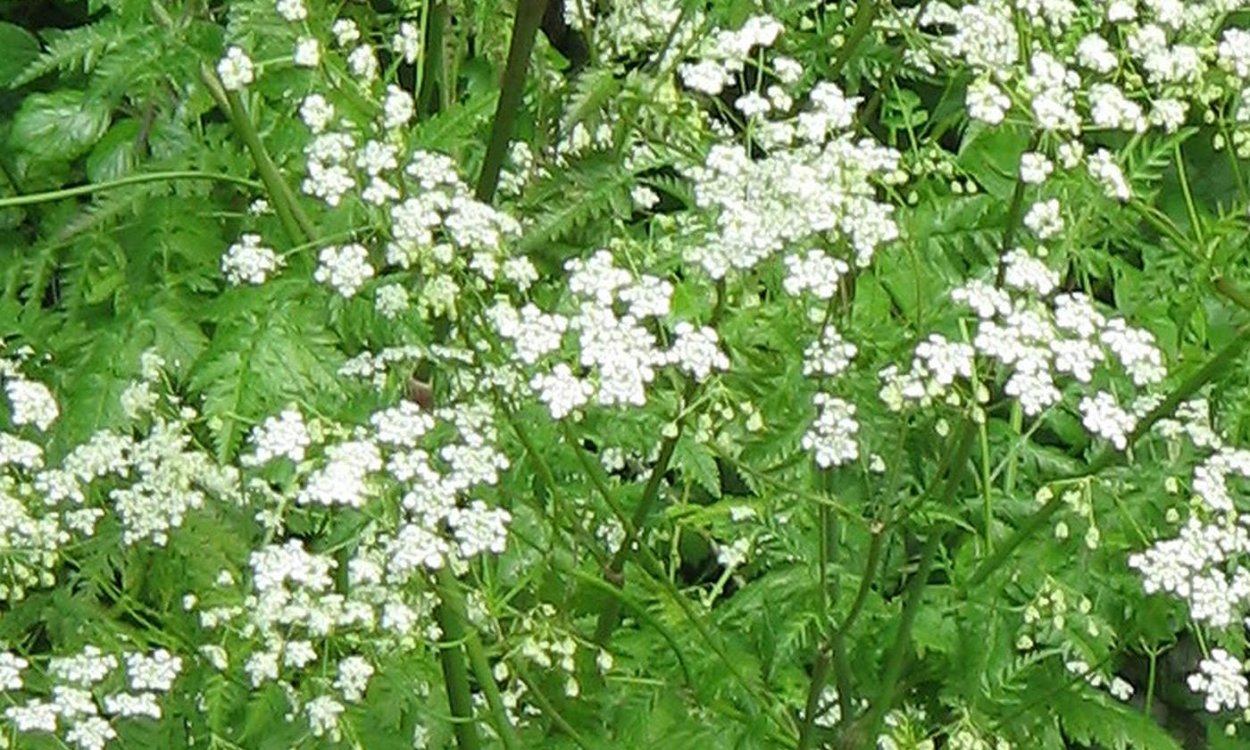 Кервель морковник