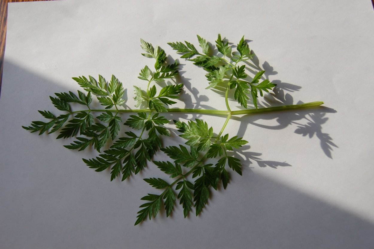 Семейство зонтичные листья