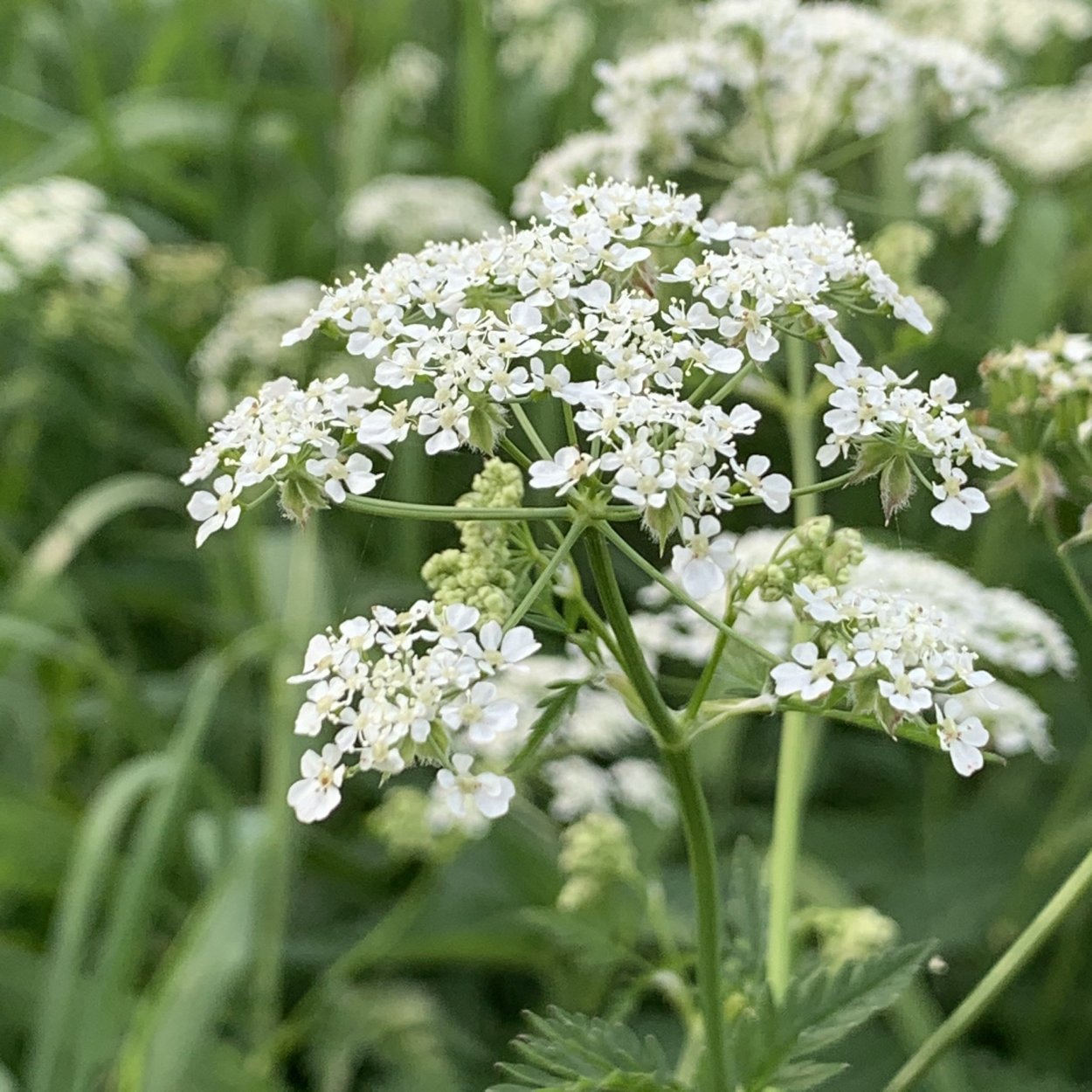 Купырь Лесной