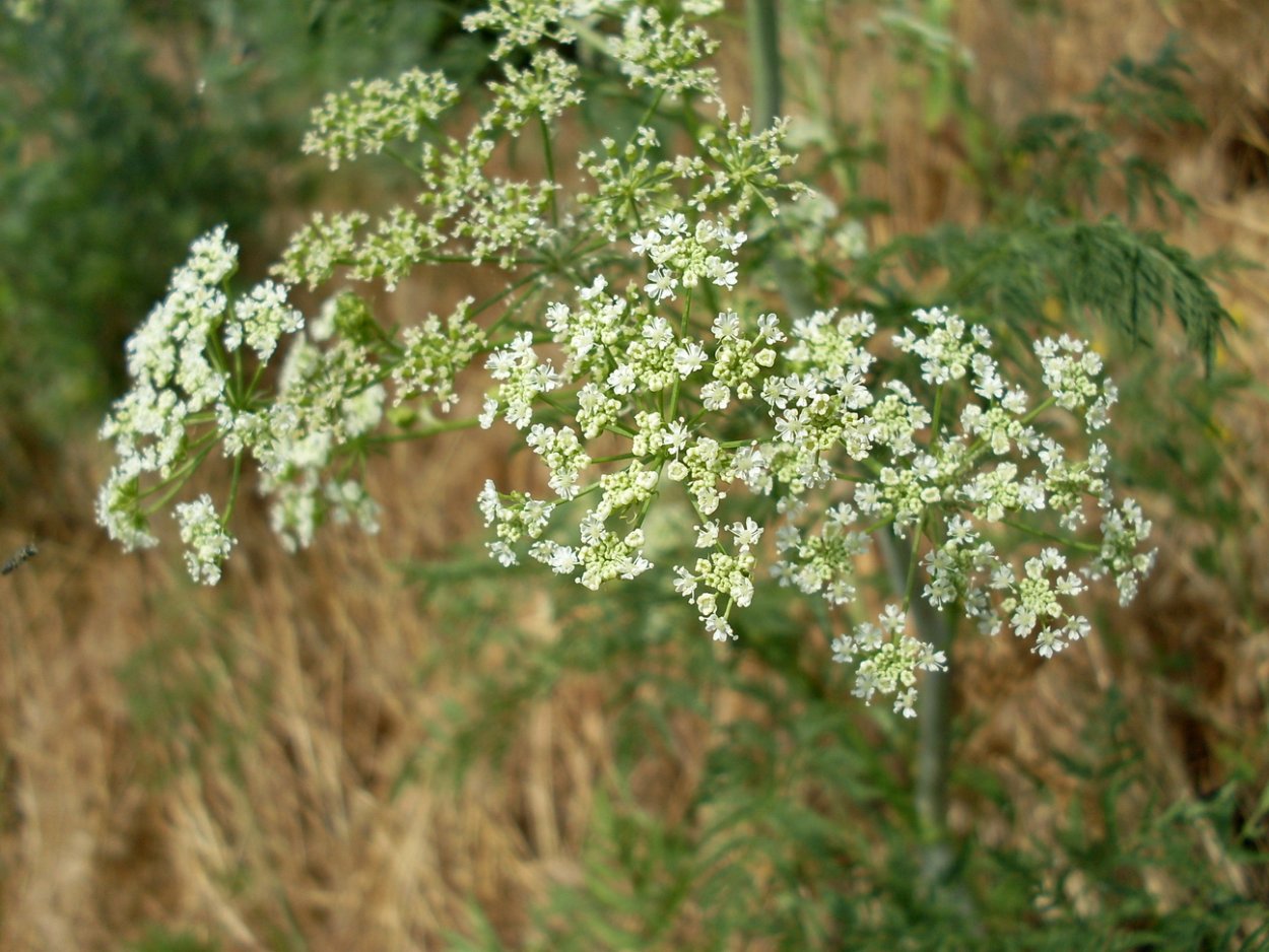 Съедобная трава для кроликов