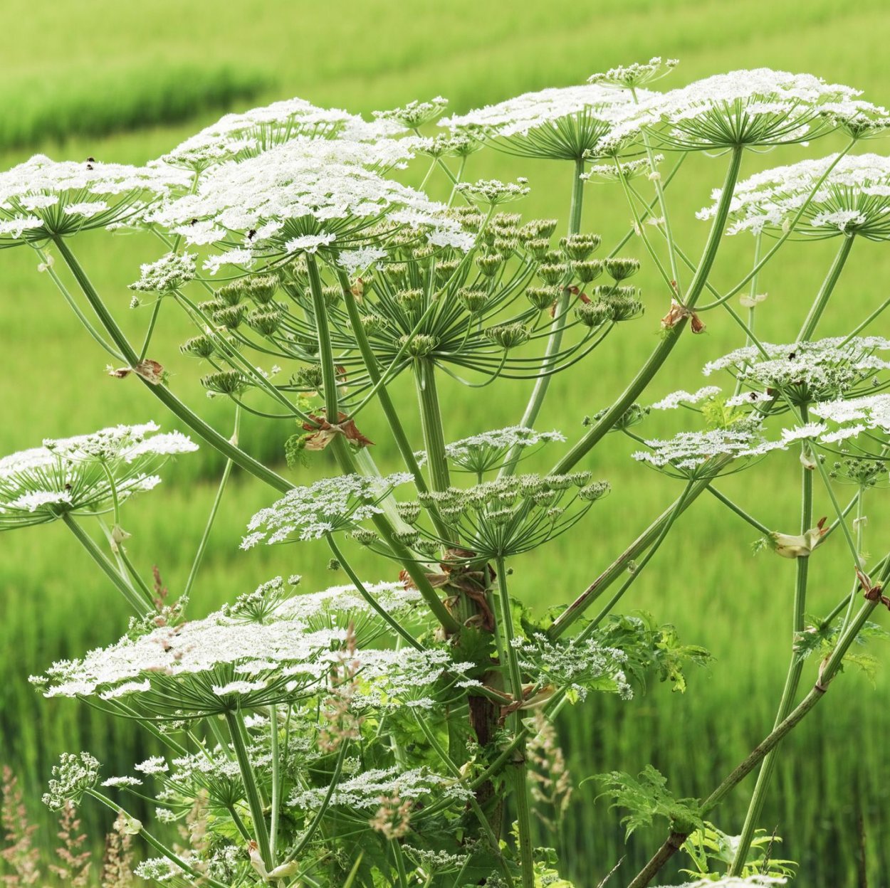 Купырь Лесной плод