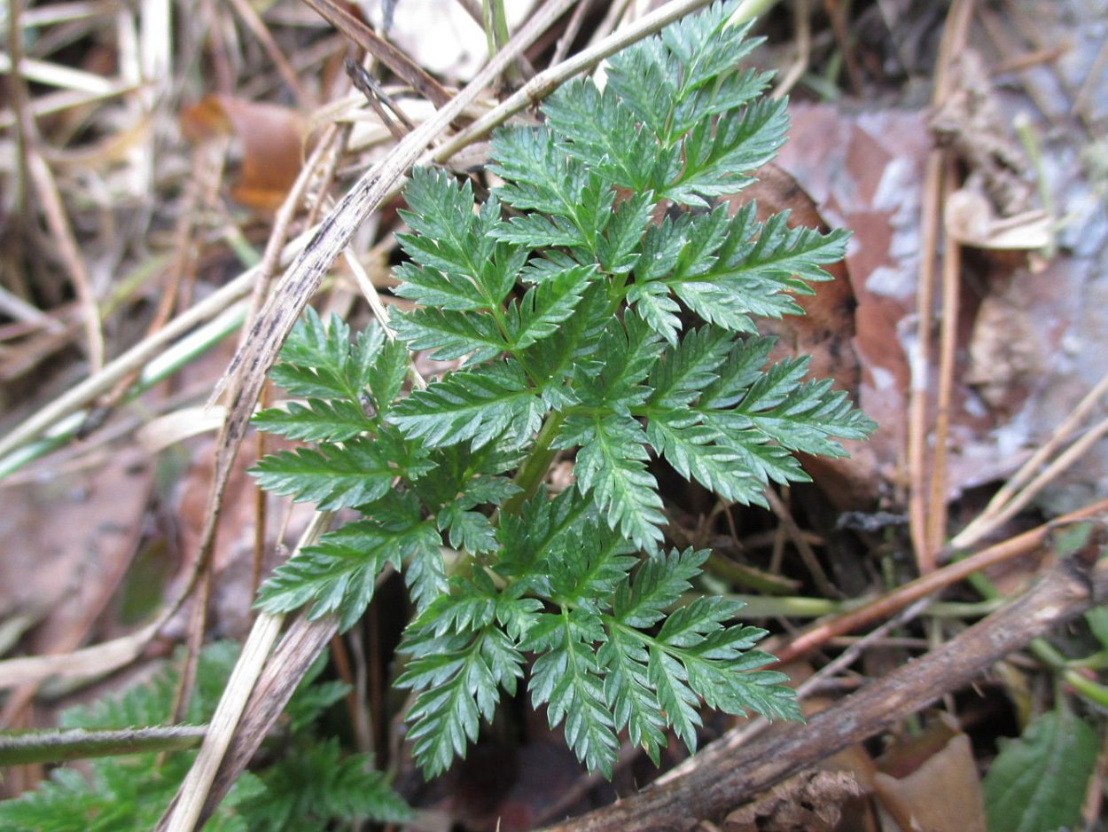 Купырь Лесной семена