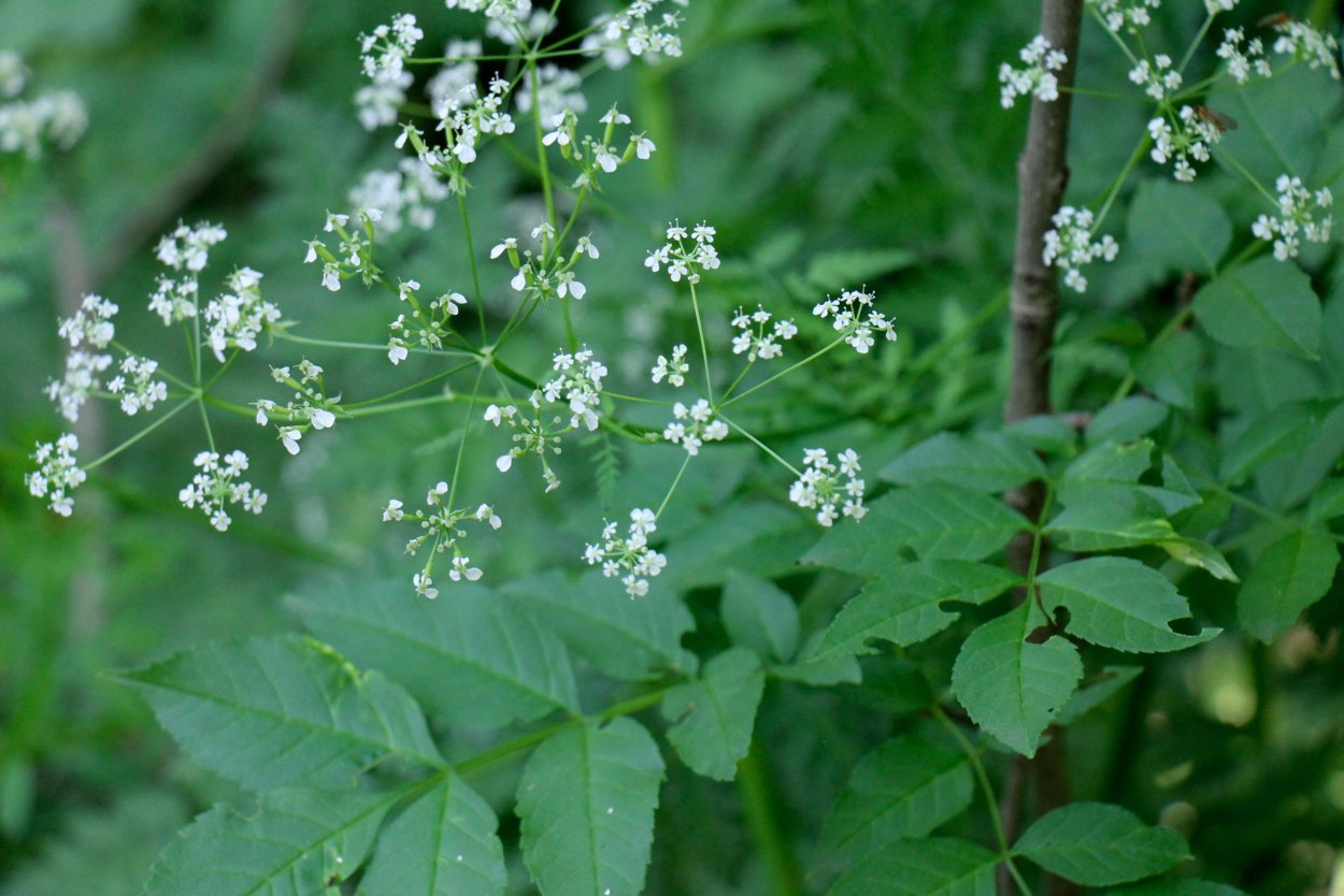 Кервель морковник