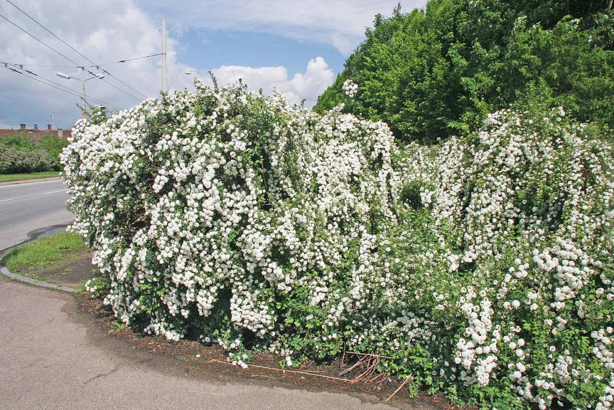 Майское дерево кустарник