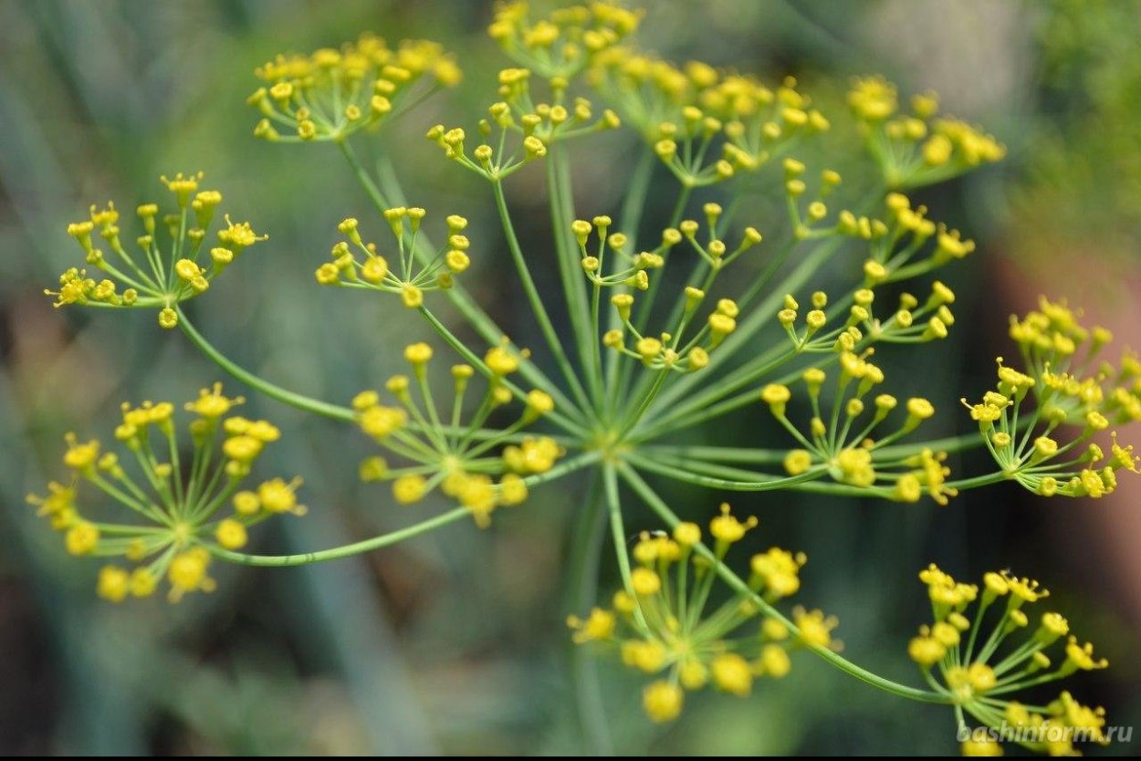 Переработка лекарственных трав