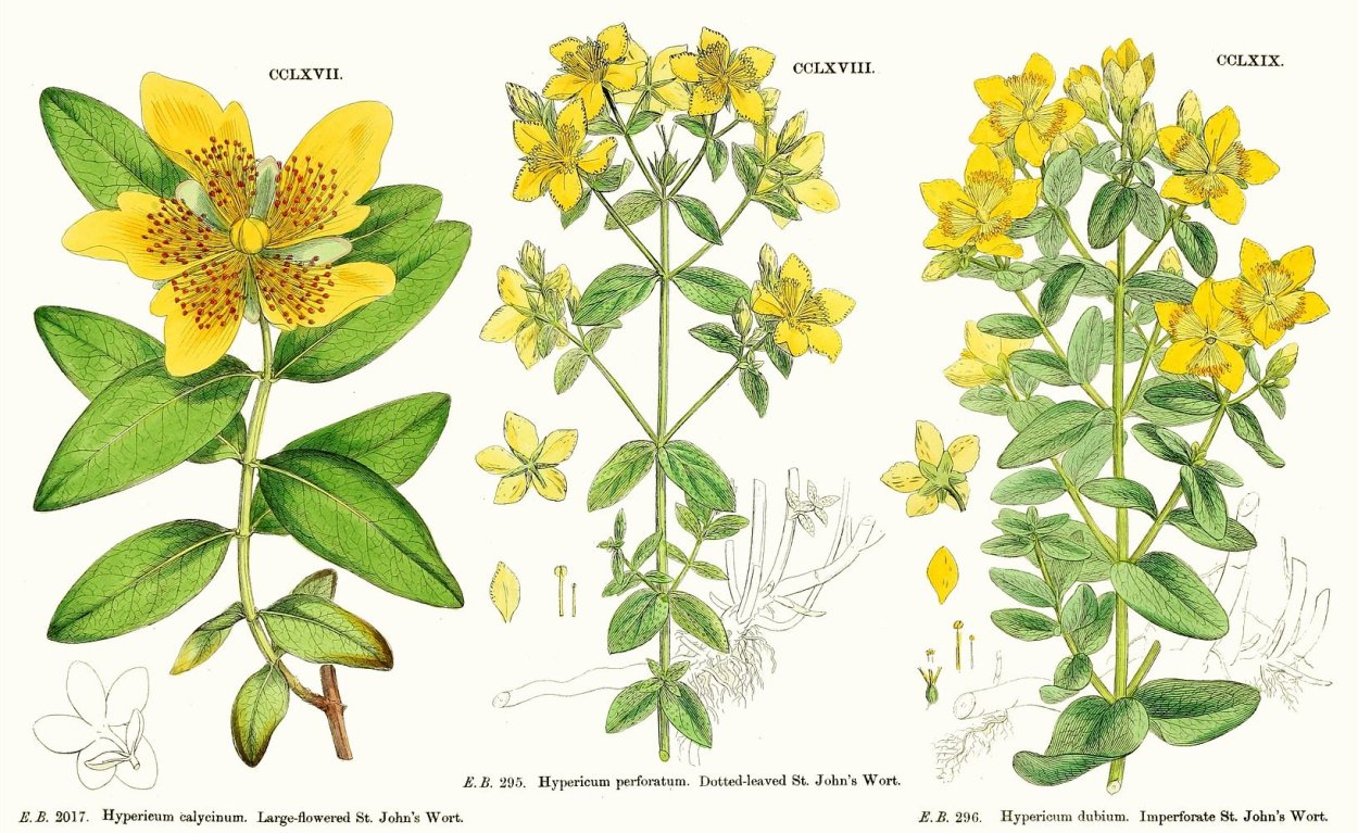 Мята чай башкирские травы