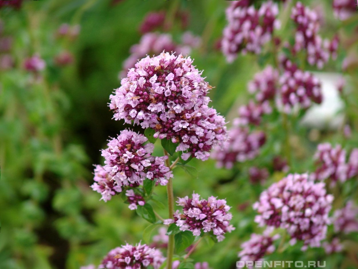 Матрёшка душица трава