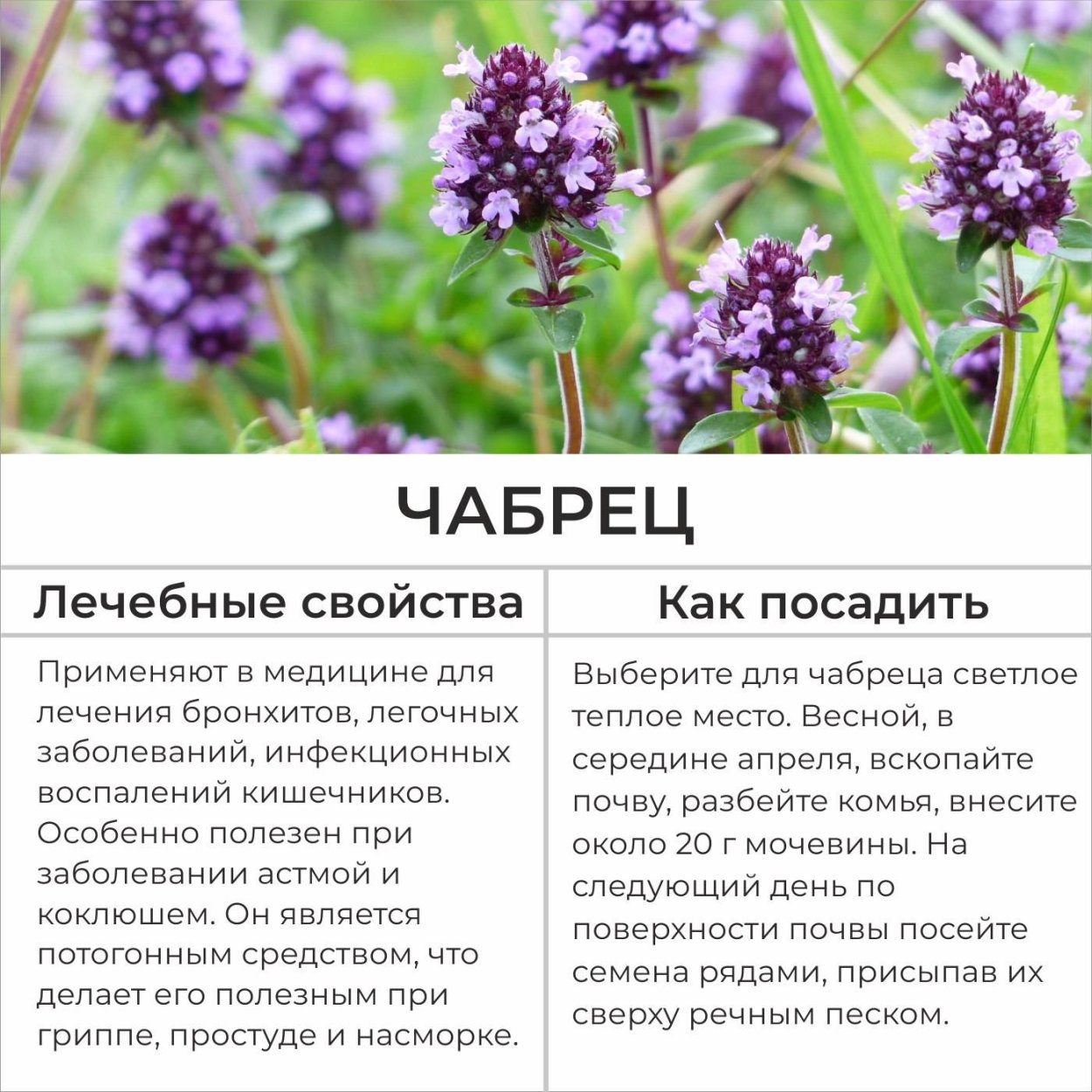 Атлас определитель травянистые растения леса