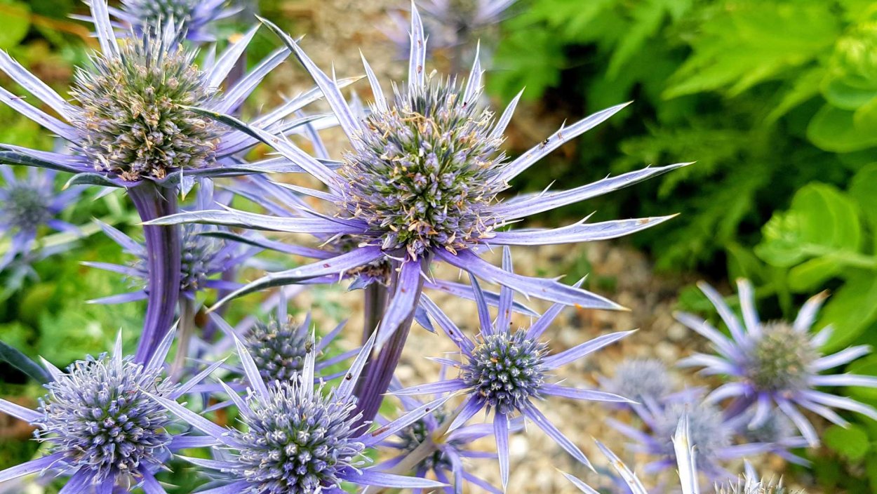 Чертополох фиолетовый