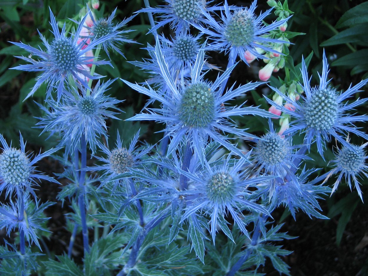 Синеголовник (Eryngium)