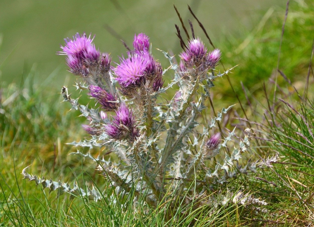 Татарник чертополох