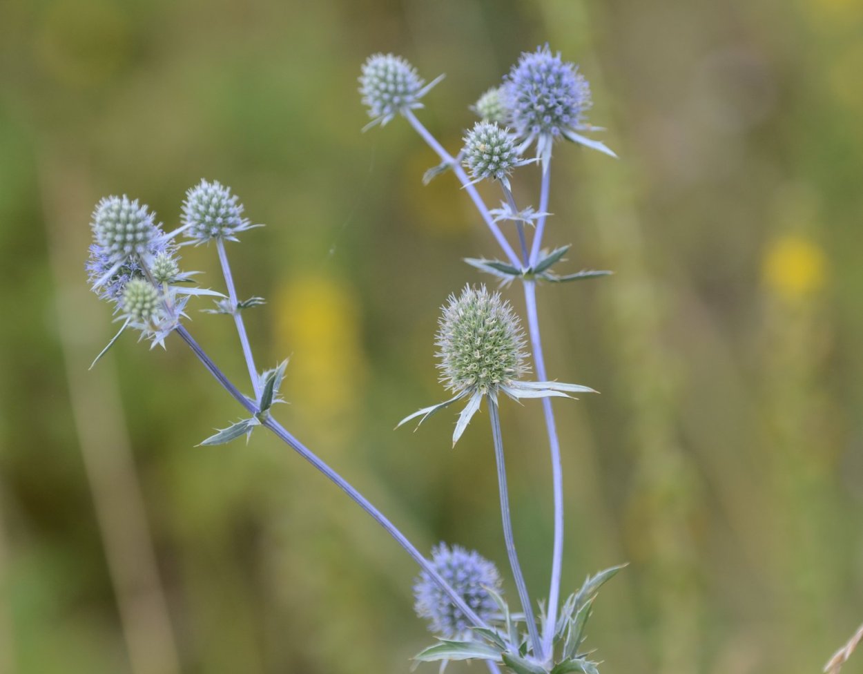 Синеголовник полевой