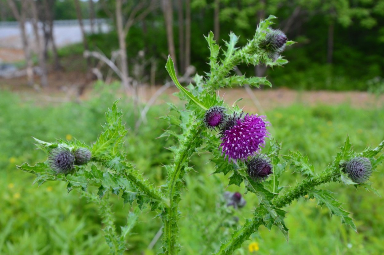 Дикоросы полевые