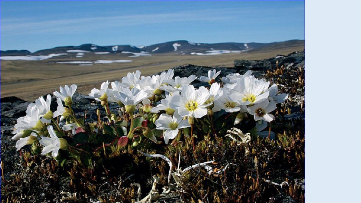 Арктические пустыни растения ягель