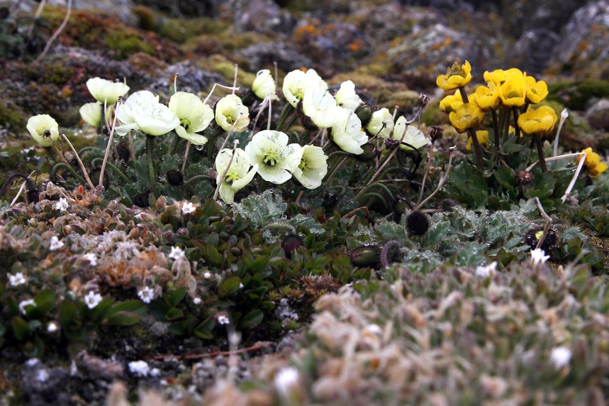 Гипновые мхи Арктика