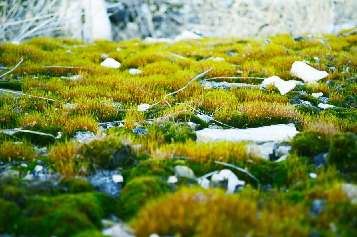 Дриада куропаточья трава