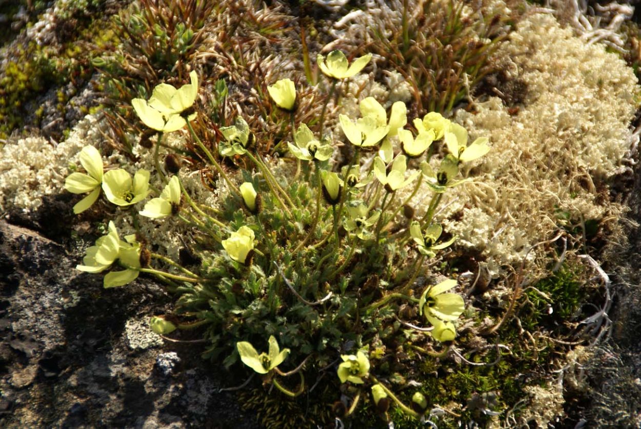 Тундра в Антарктиде