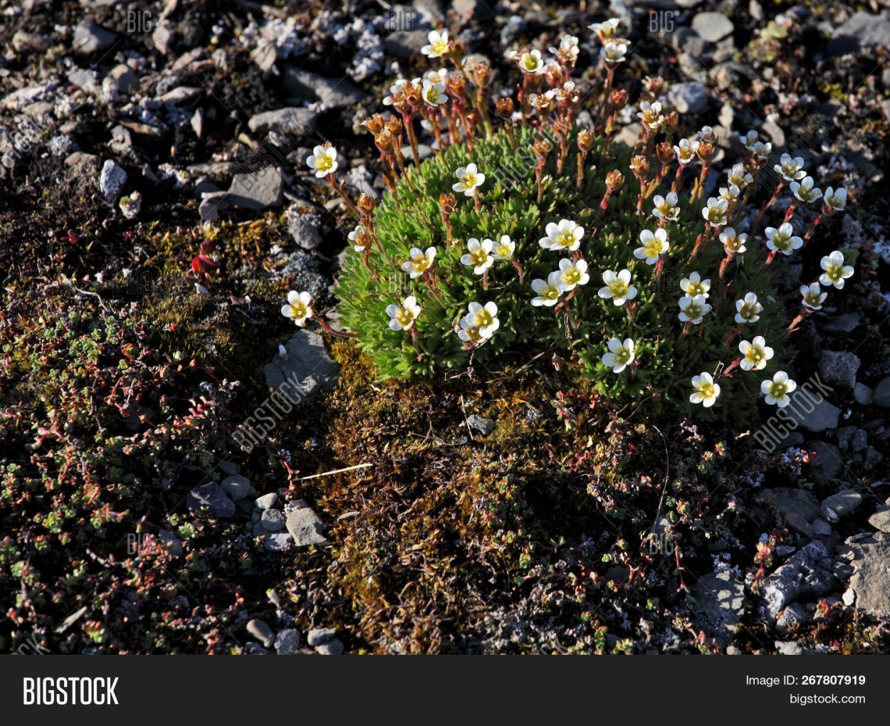 Лютик Арктический