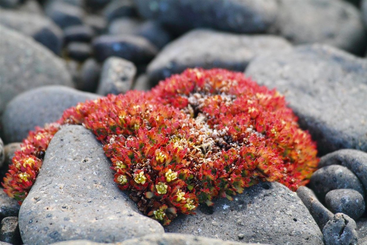 Тундра растения тундры