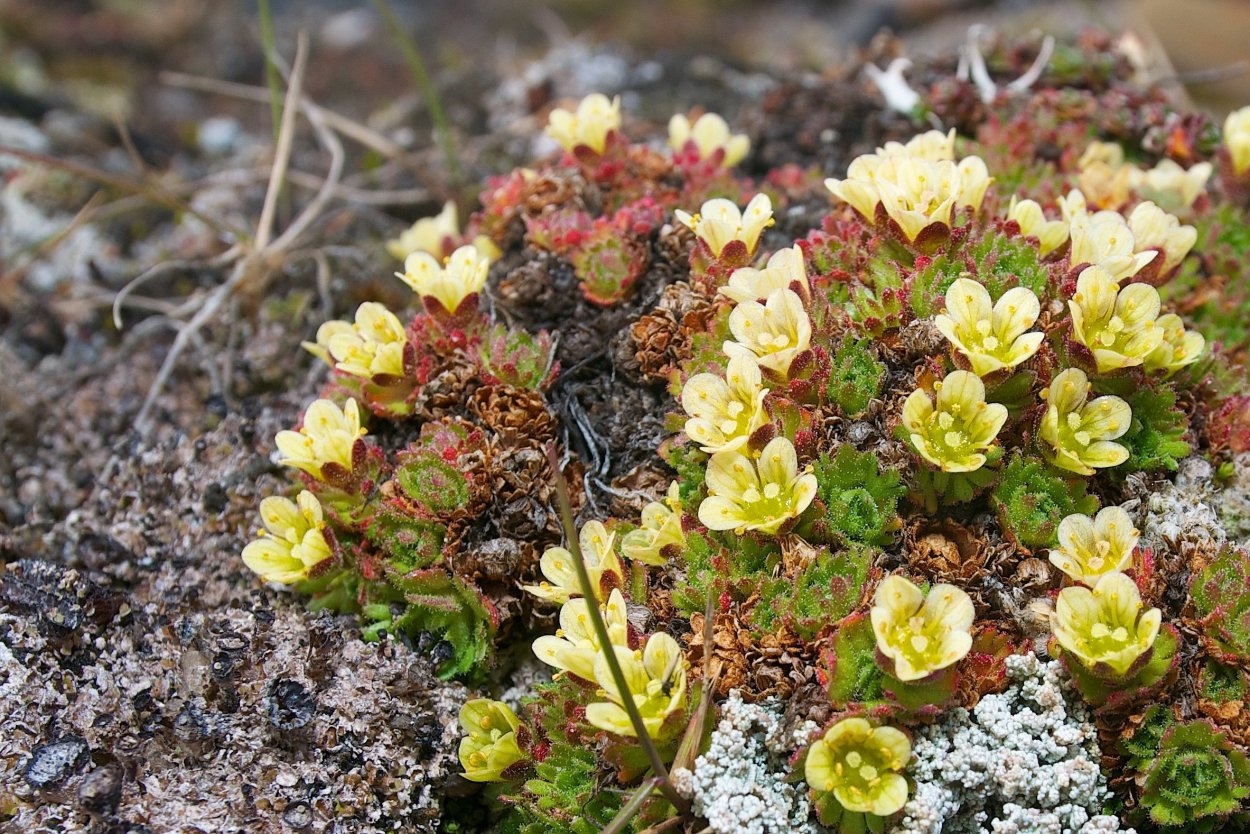 Тундровый мох