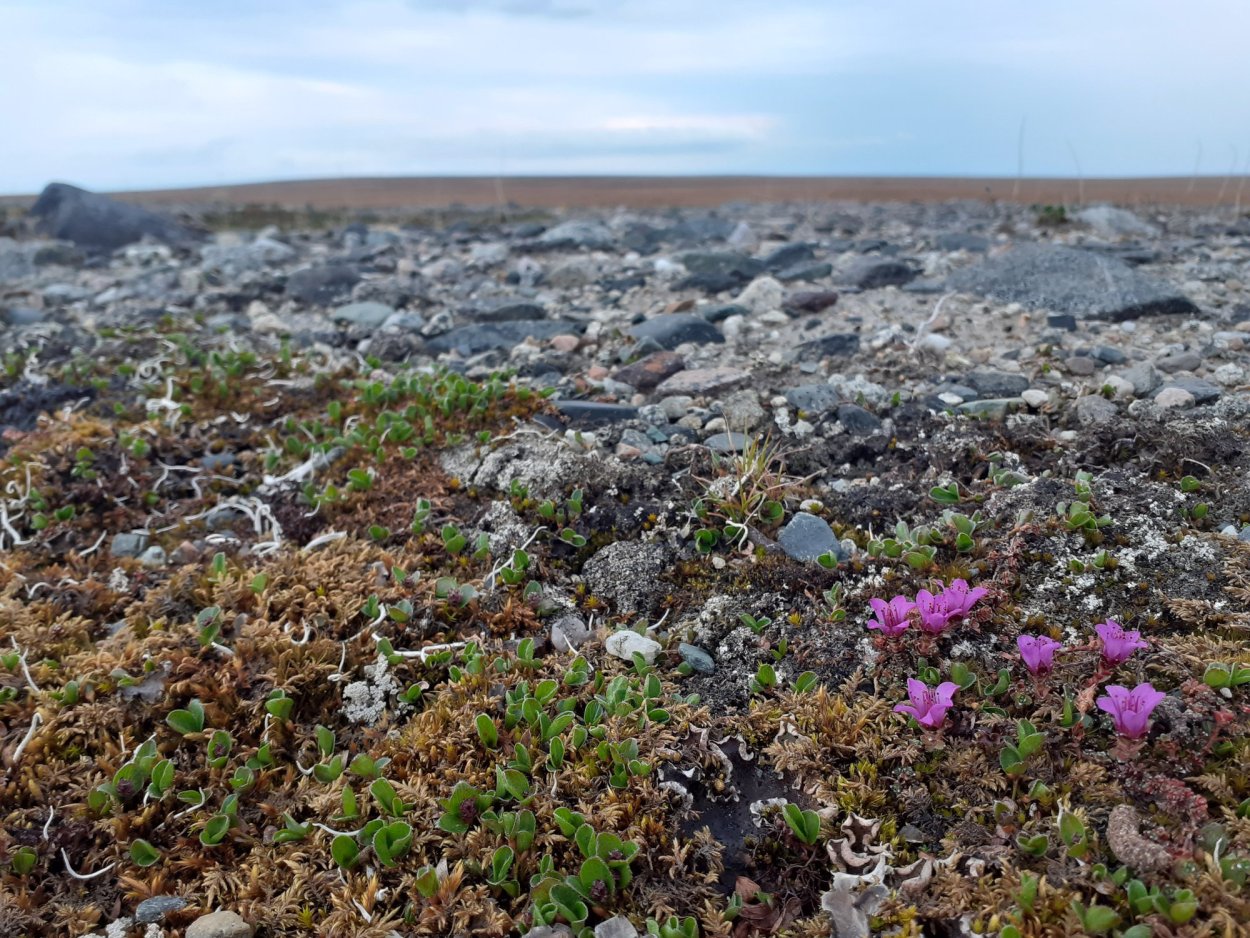 Архипелаг новая земля
