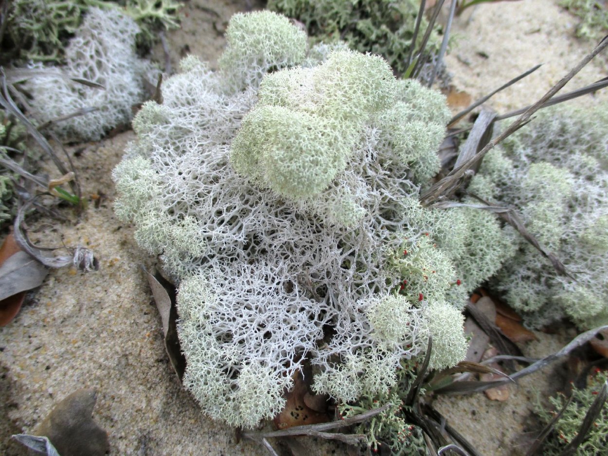 Карта природных зон РФ 8 класс