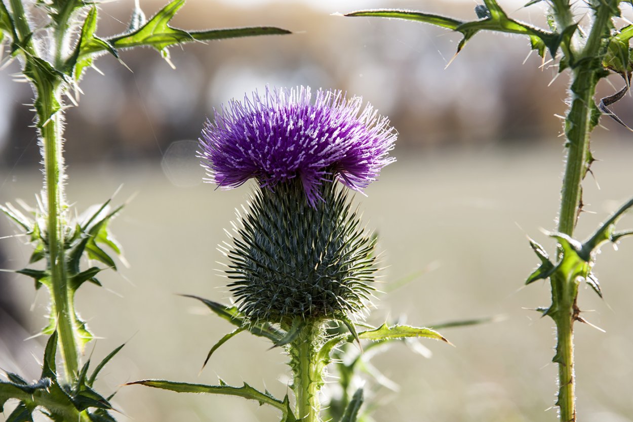Колючки Саадана (растение)