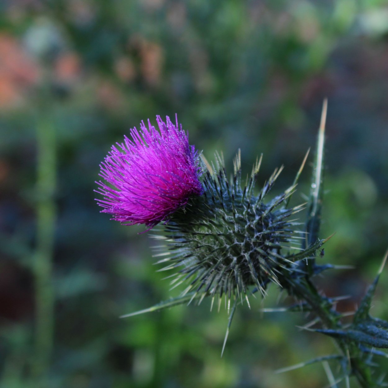 Татарник Крымский