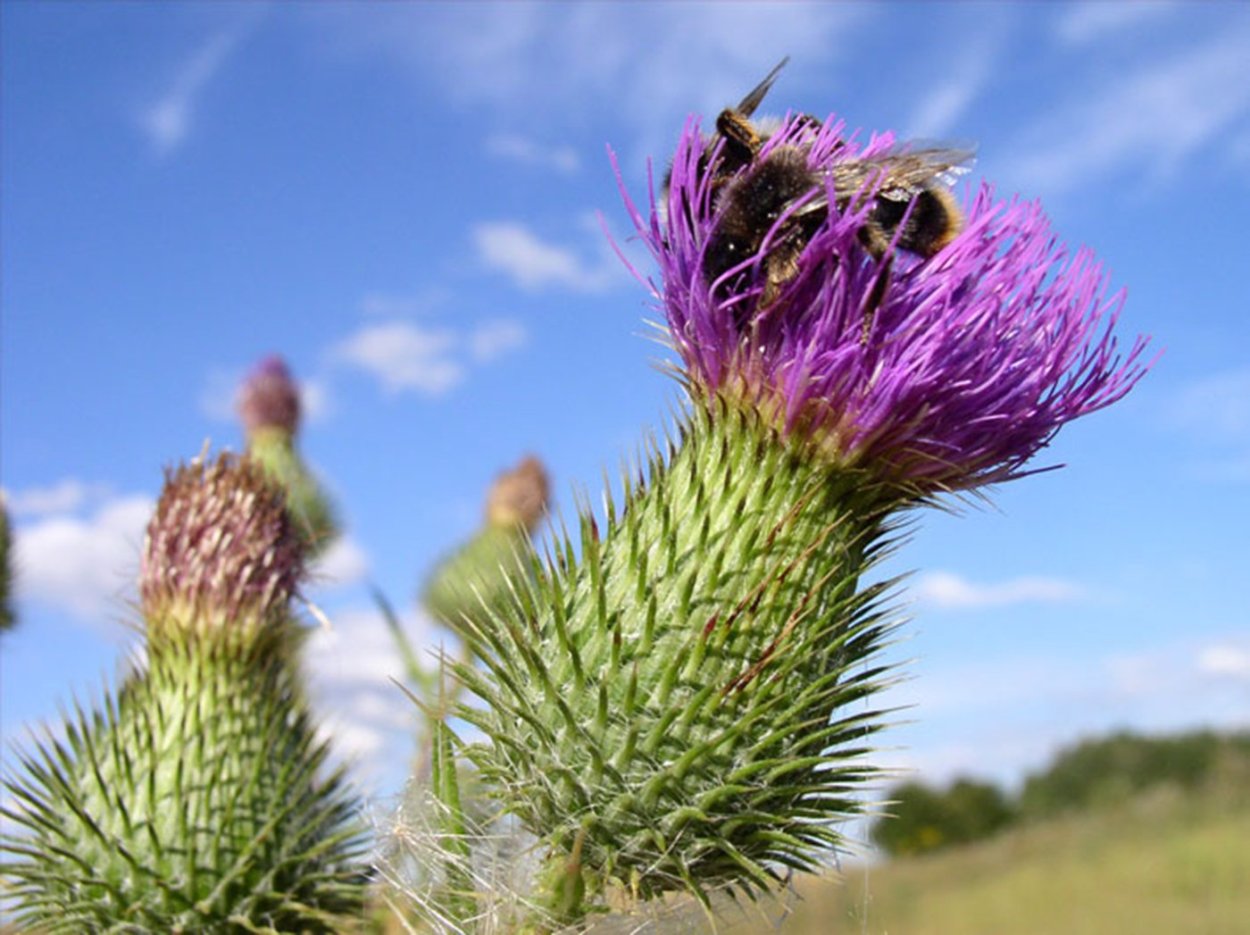 Чертополох медонос
