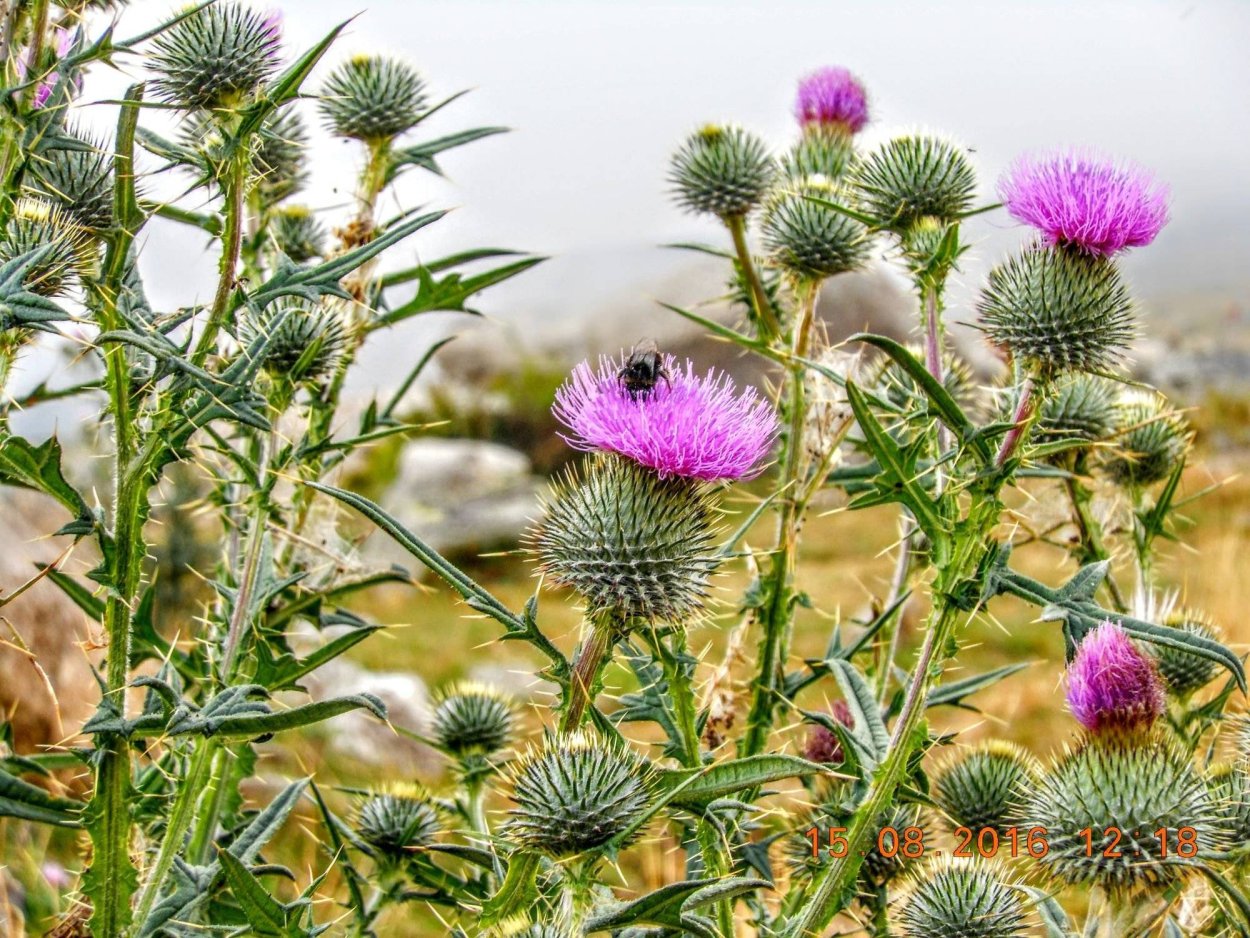 Татарник чертополох