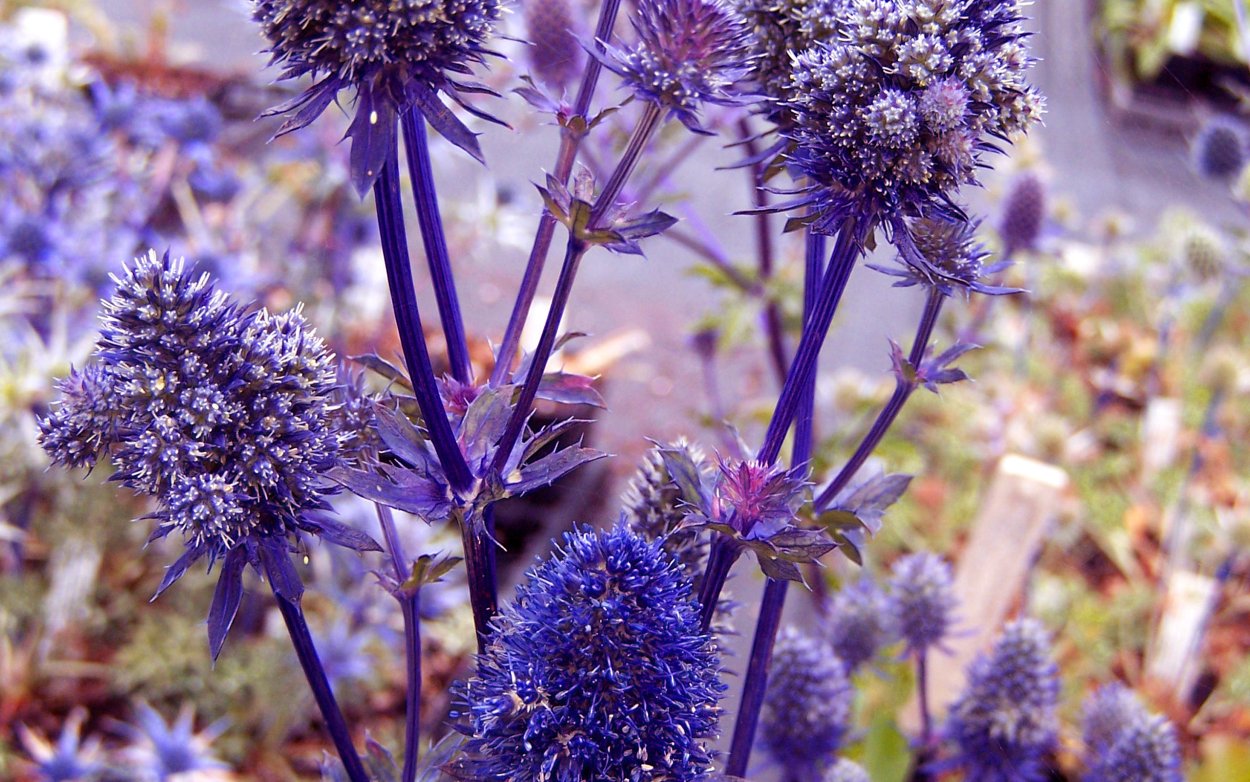 Эрингиум ветка