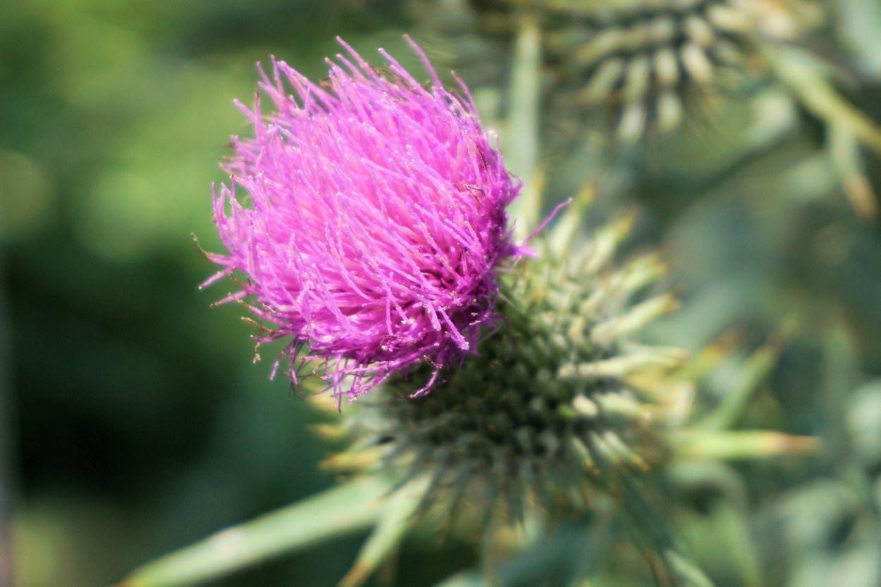Пурпурный чертополох