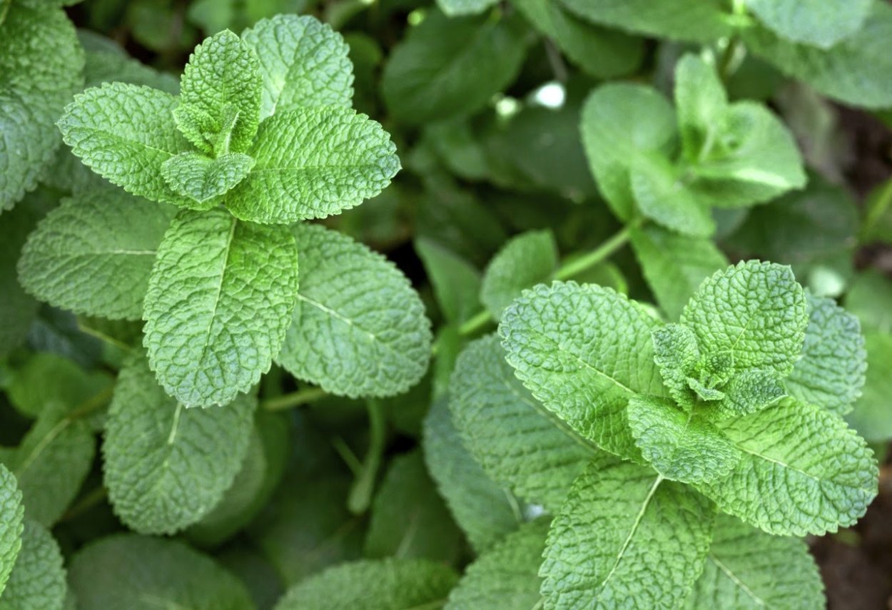 Мелисса мята ментол