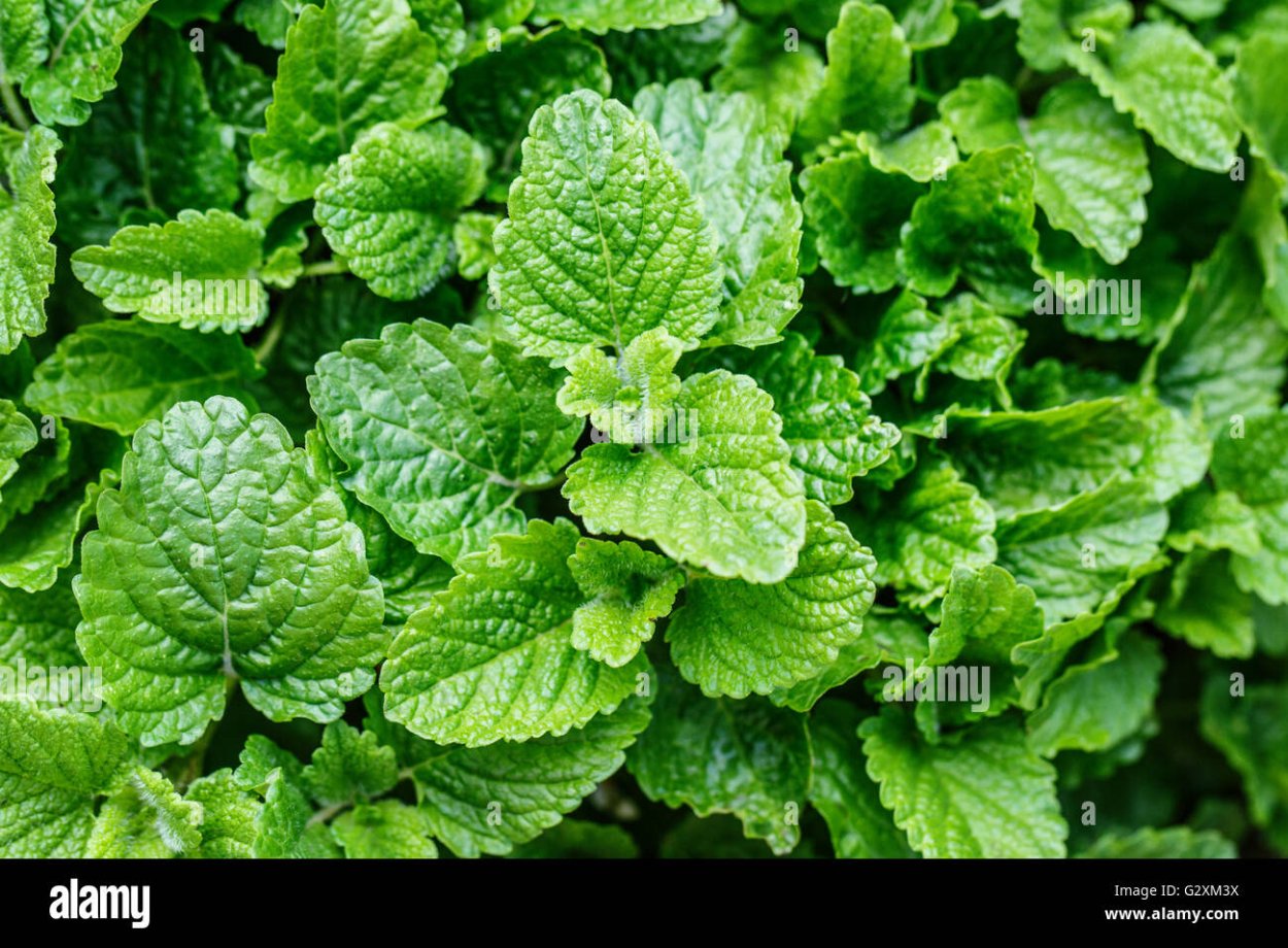 Гидролат мяты, мелиссы