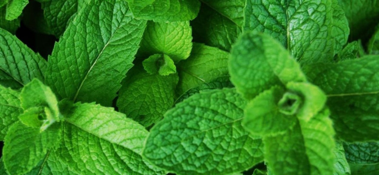 Мята Кировской области