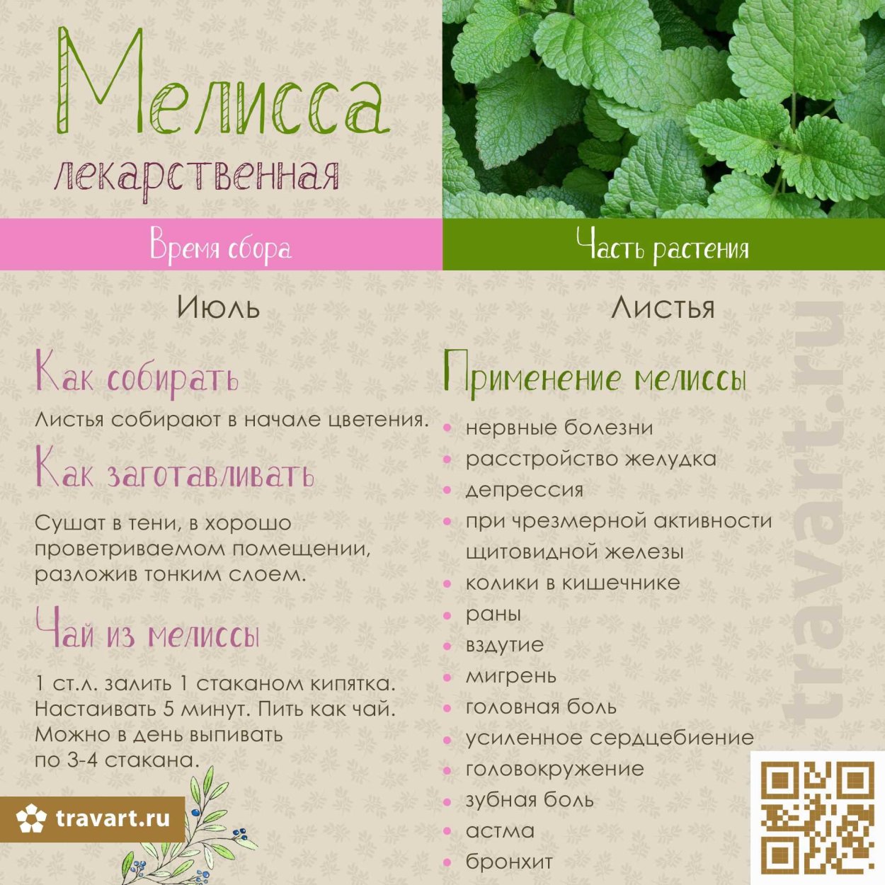 Мята перечная