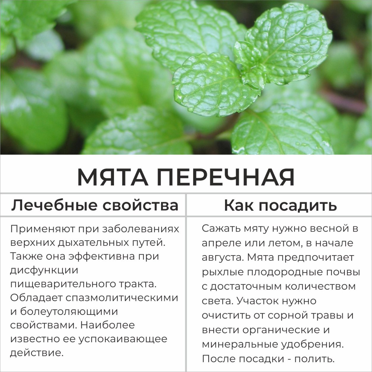 Мелисса оффициналис