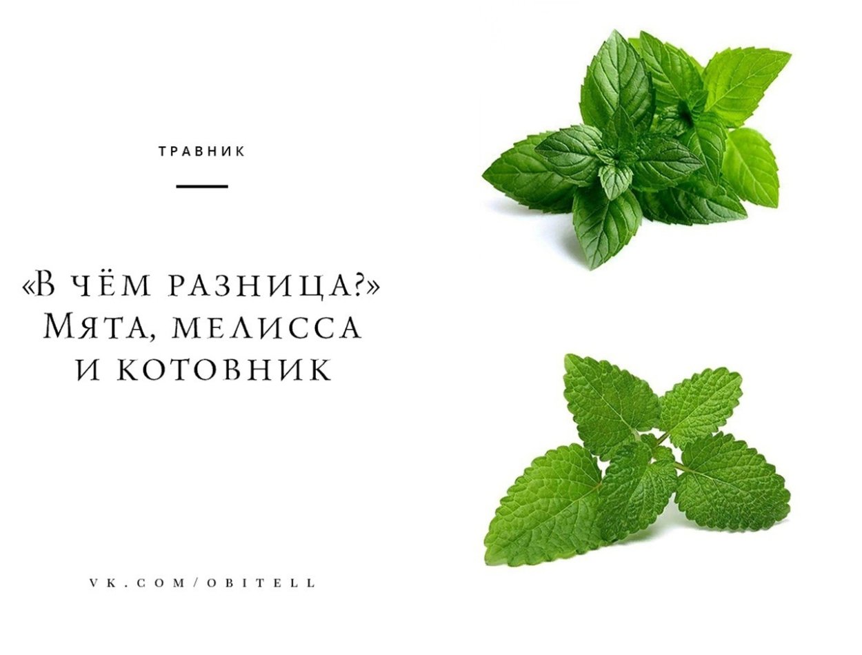 Мята Мелисса котовник