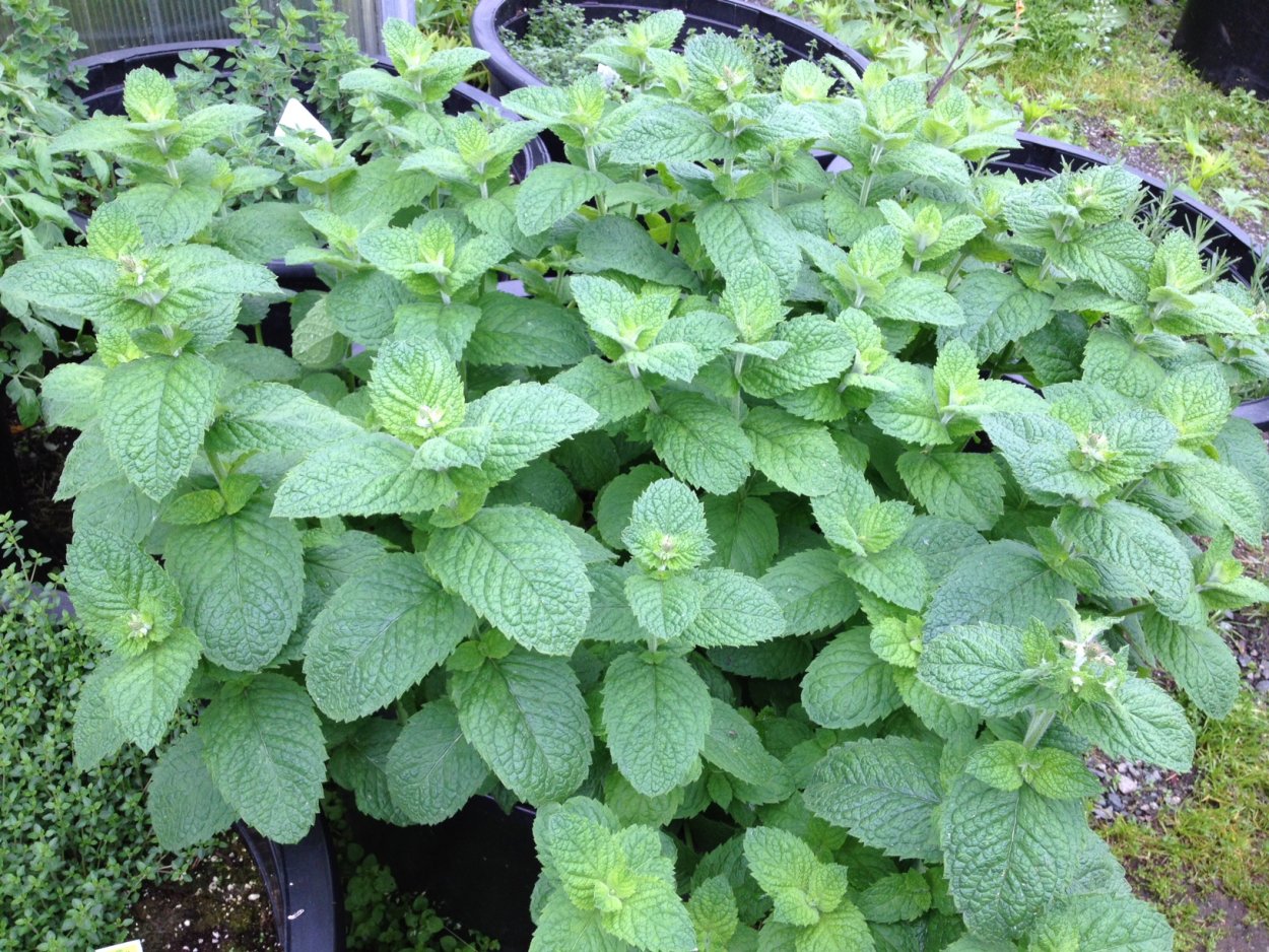 Будь здоров! Комплекс валерианы, мяты и мелиссы таб. №40