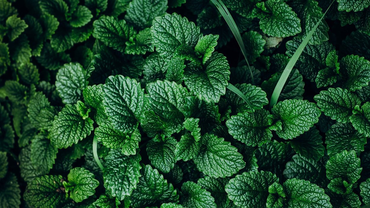 Мята Спирминт