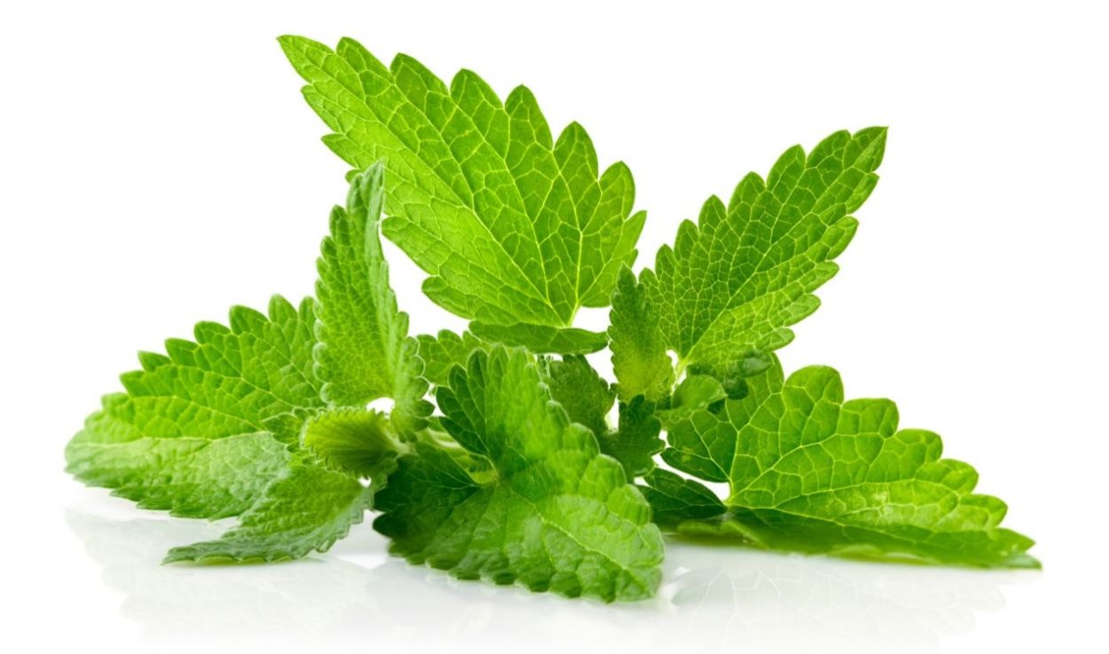 Лекарственные растения мята перечная