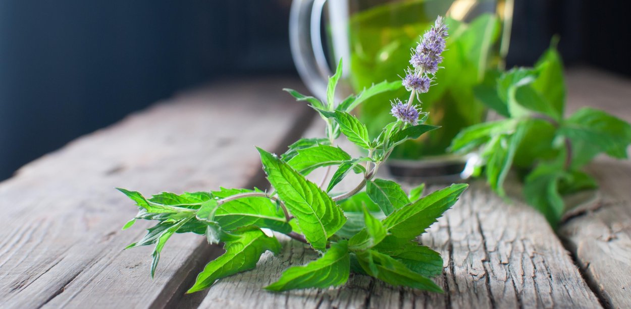 Мята перечная Bergamot