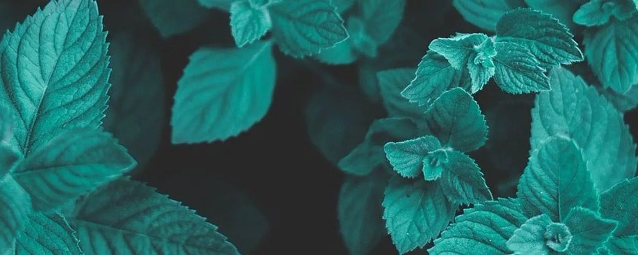 Мята перечная