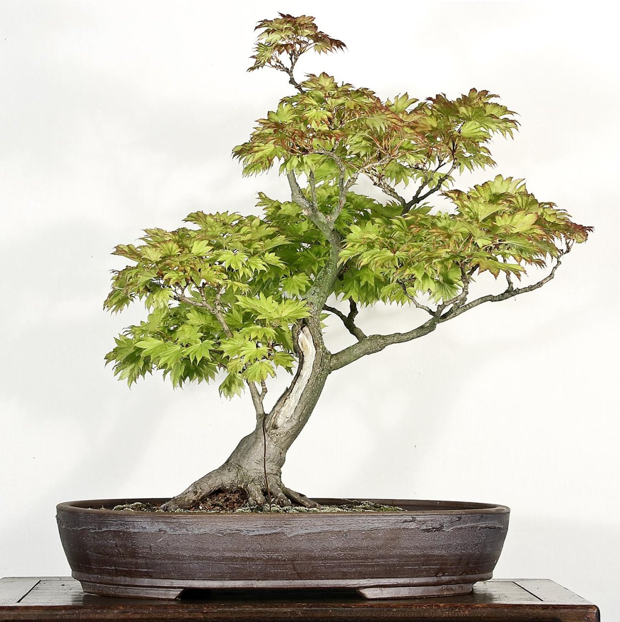 Acacia tortilis бонсай