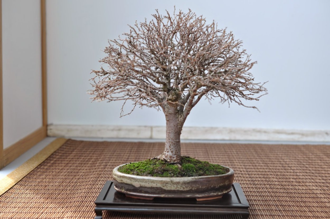 Вьетнамские цветы бонсай