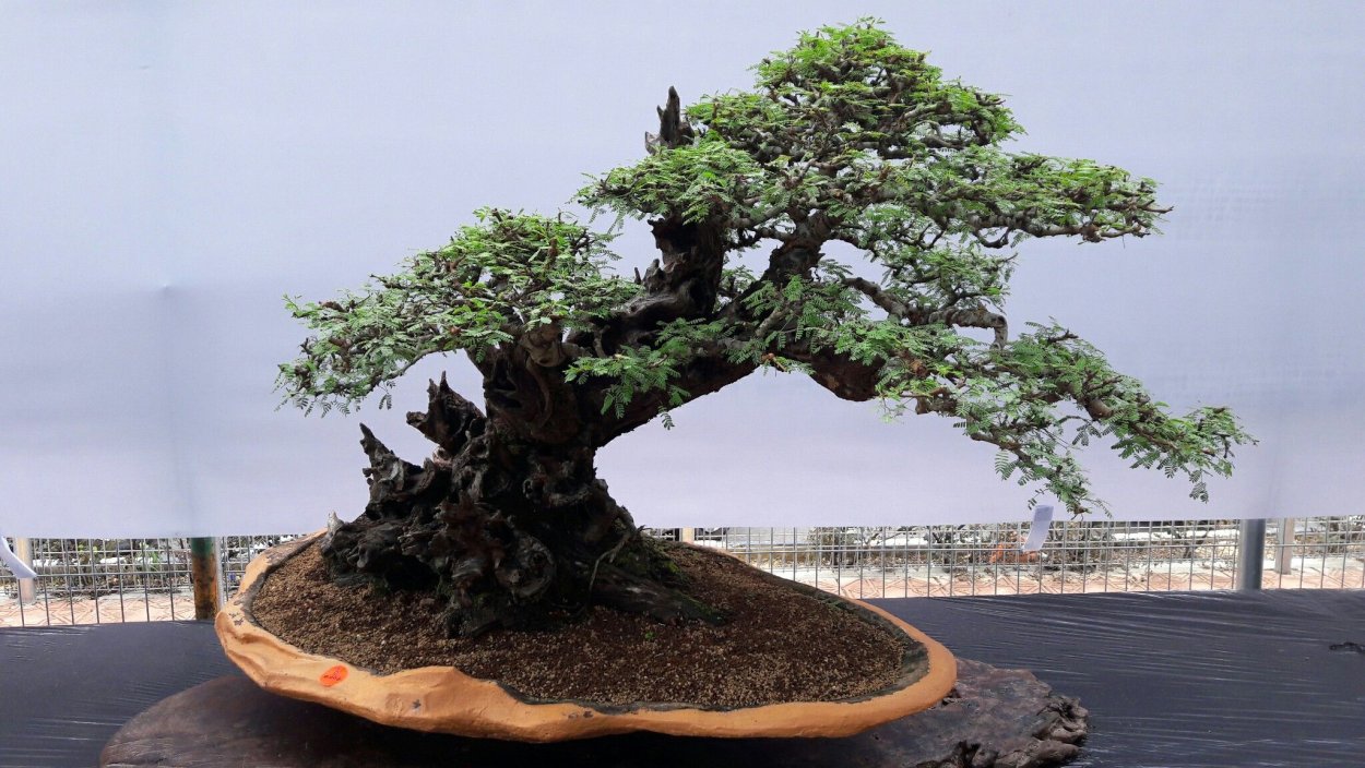 Бонсай река