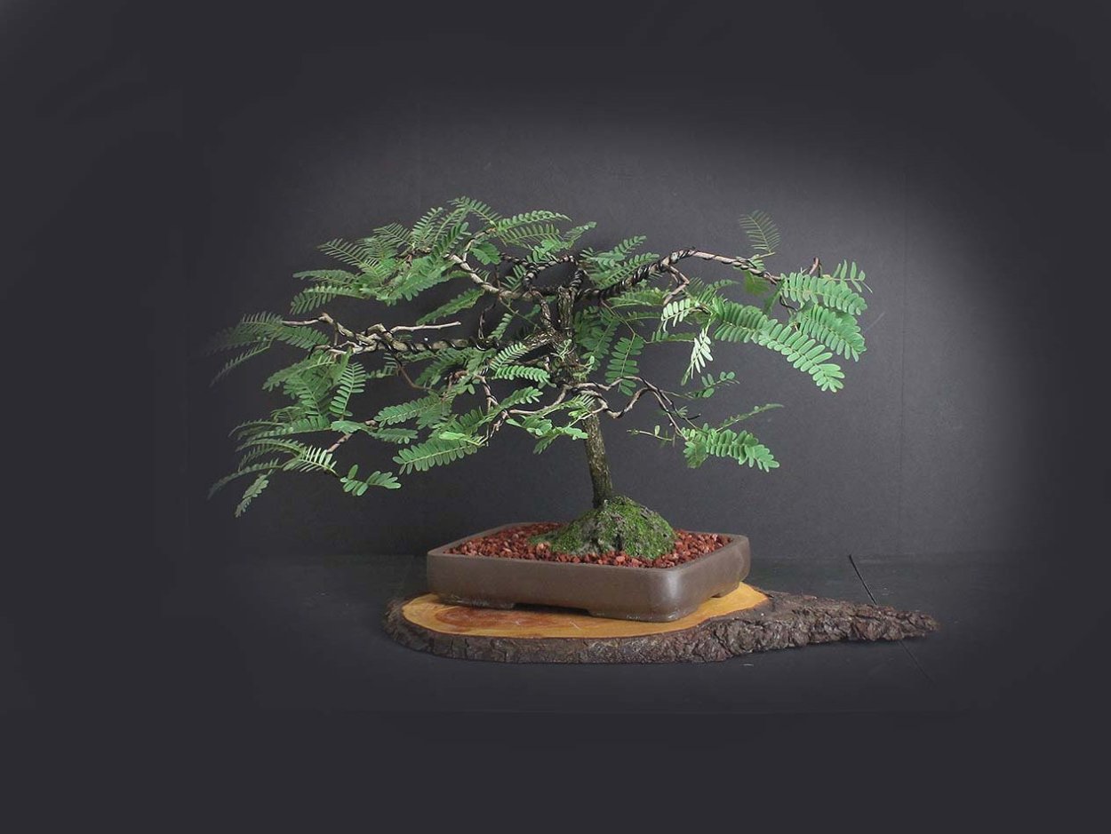 Сесбания бонсай