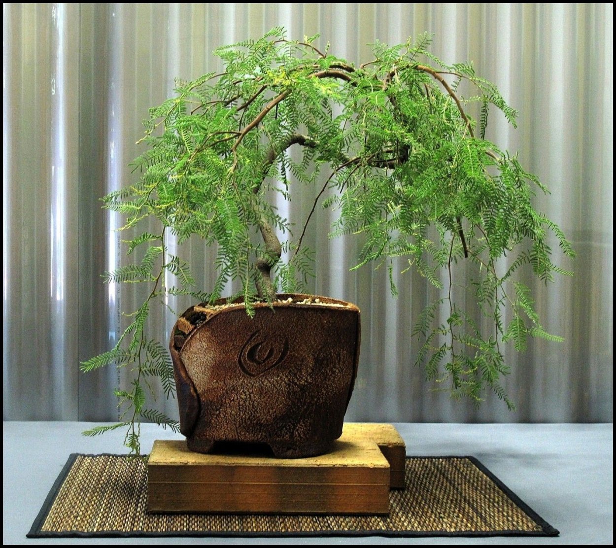 Дерево бонсай Акация